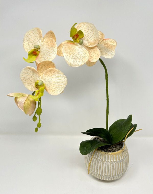 14" Artificial Pale Blush PEACH ORCHID faux Silk plant potted in Cream-Gray Ceramic Pot