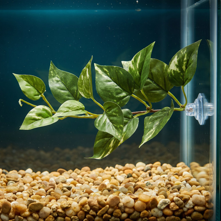 7" long 12-leaf Green & White Variegated Pothos Silk Betta safe Plant, SUCTION CUP, Large Betta hammock, Lower Forty Far