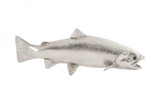 Phillips Collection Fish Wall Sculpture, Rainbow Trout, Silver Leaf, 20"W (PH76838 YV0J07W3VL) 