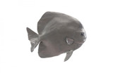 Phillips Collection Fish Wall Sculpture, Australian Bat Fish, Polished Aluminum, 21"W (PH64558 YV0J07T33M) 