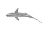 Phillips Collection Fish Wall Sculpture, Whaler Shark, Polished Aluminum, 26"W (PH64546 YV0J07W7QX) 