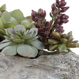Charita Lush Succulents, 10"H,  Uttermost (60174 A3GXV)