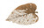 Phillips Collection Birch Leaf Wall Art, X-Large, Copper Patina, 67"W (TH85854 YV0J07T34V) 