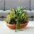 Salar Succulents In Teak Bowl, 20"H, Uttermost (60119 9Q7AL)