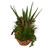 Salar Succulents In Teak Bowl, 20"H, Uttermost (60119 9Q7AL)