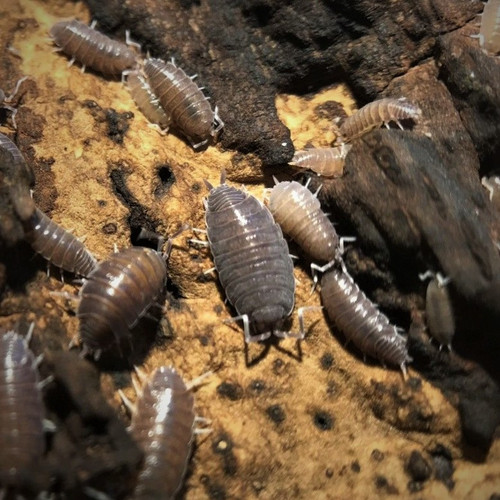 Powdery Blue Isopods (Porcellionides pruinosis) 20 ct