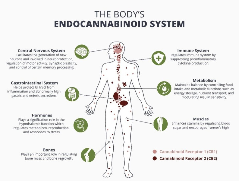 Cannabinoids, CBD and the Immune System