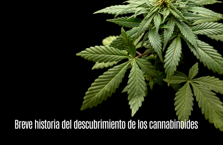 Breve historia del descubrimiento de los cannabinoides