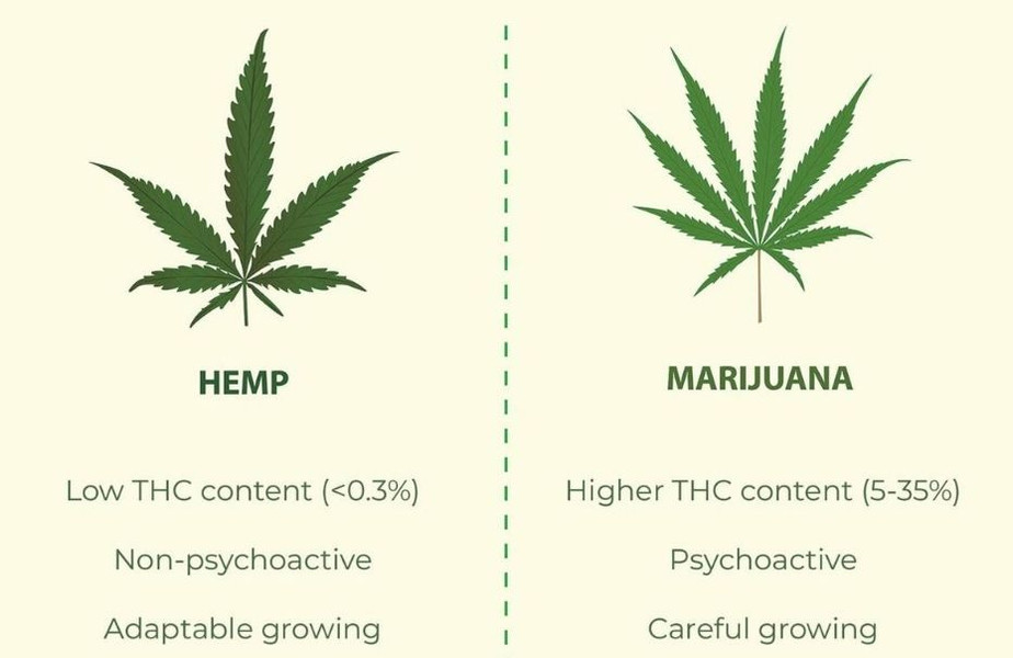 3 interesting facts about CBD