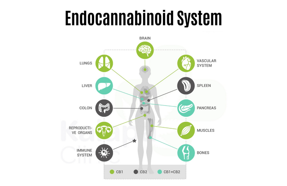 What We Need to Know About the Endocannabinoid System (ECS)