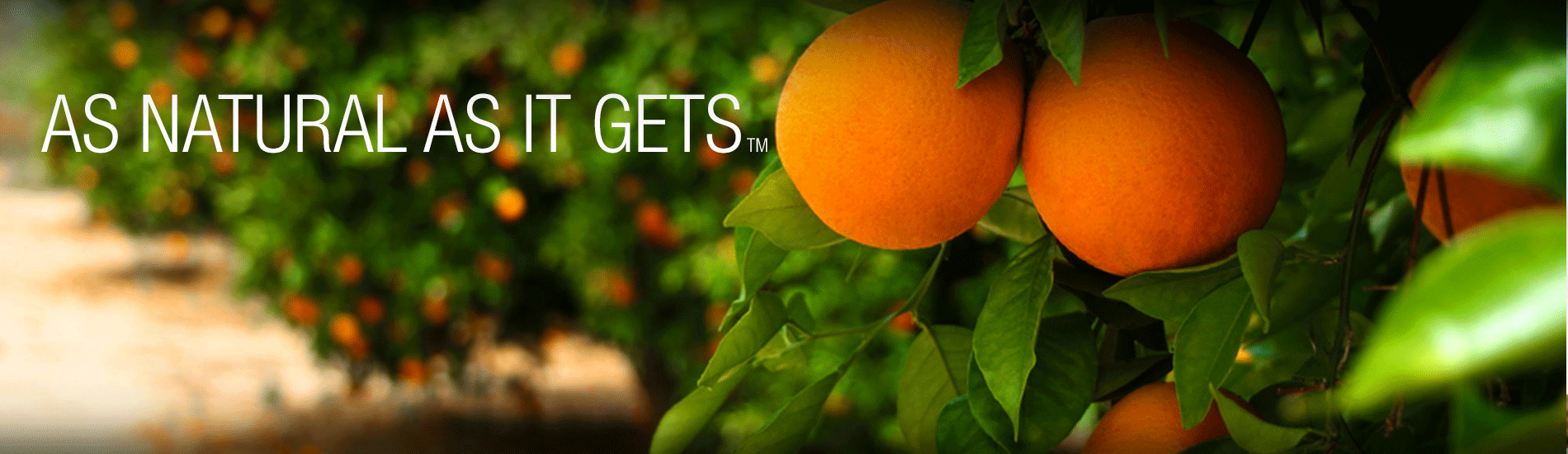 Pure Citrus – Go Clean Supply