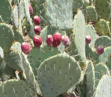 Prickly Pear Soap