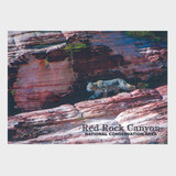 Red Rock Canyon NCA Bobcat Postcard