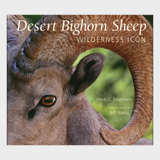 Desert Bighorn Sheep: Wilderness Icon by Mark C. Jorgensen