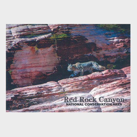 Red Rock Canyon NCA Bobcat Postcard