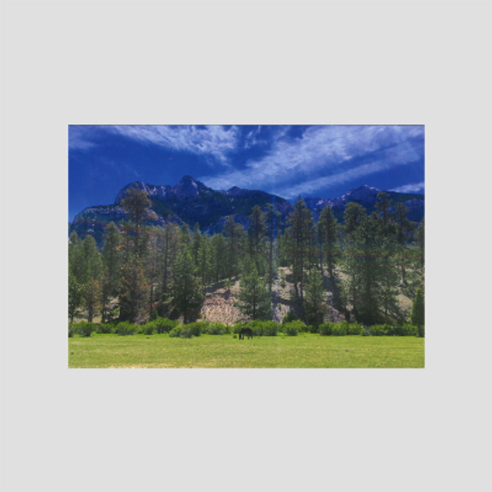 Spring Mountains (SMNRA) Wild Horse Lee Meadows Postcard