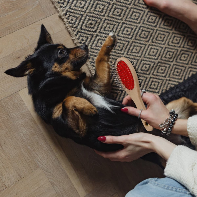 A wooden pet brush with red bristles is held above a small dog lying on a patterned rug.