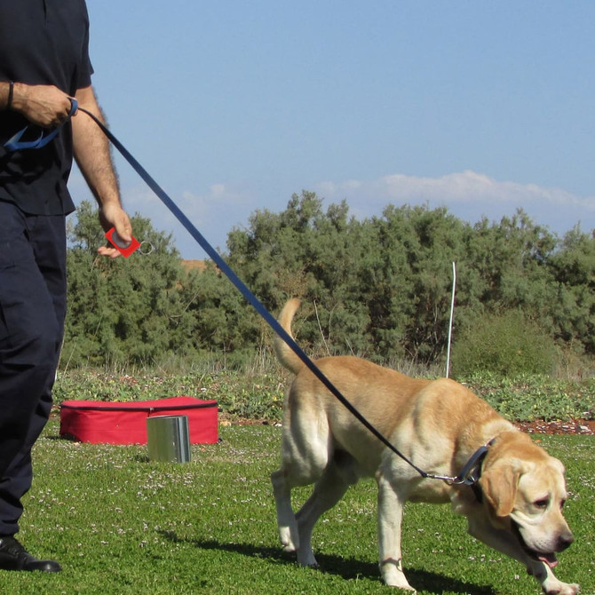 A red pet training clicker held by a person walking a tan Labrador on a leash in a grassy area.