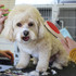 A light-coloured, fluffy dog sits on a table, with a hand holding a wooden pet brush featuring red and silver bristles.