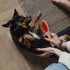 A wooden pet brush with red bristles is held above a small dog lying on a patterned rug.
