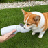 A drink bottle in grey, featuring a collapsible bowl for dogs, held near a corgi on grass.