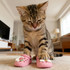 A tabby cat standing on pink pet clog slides with decorative features in a living room setting.