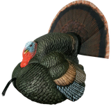 Primos 69076 Lil' Gobblestopper Strutter Box Call Turkey Sounds