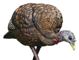 Avian X AVXAVX8007 LCD Feeder Hen Turkey Species Multi Color Dura-Rubber