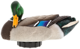 Avian X AVXPSHMDPR Power Shaker  Mallard Drake Preener Duck Decoy