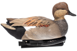 AVIAN AVX-PSW-GDSW  POWER SWIMMER GADWILL DRAKE