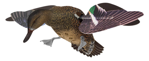 Avian X AVXPFLHT PowerFlight Hen Green-Winged Teal spinning wing decoy