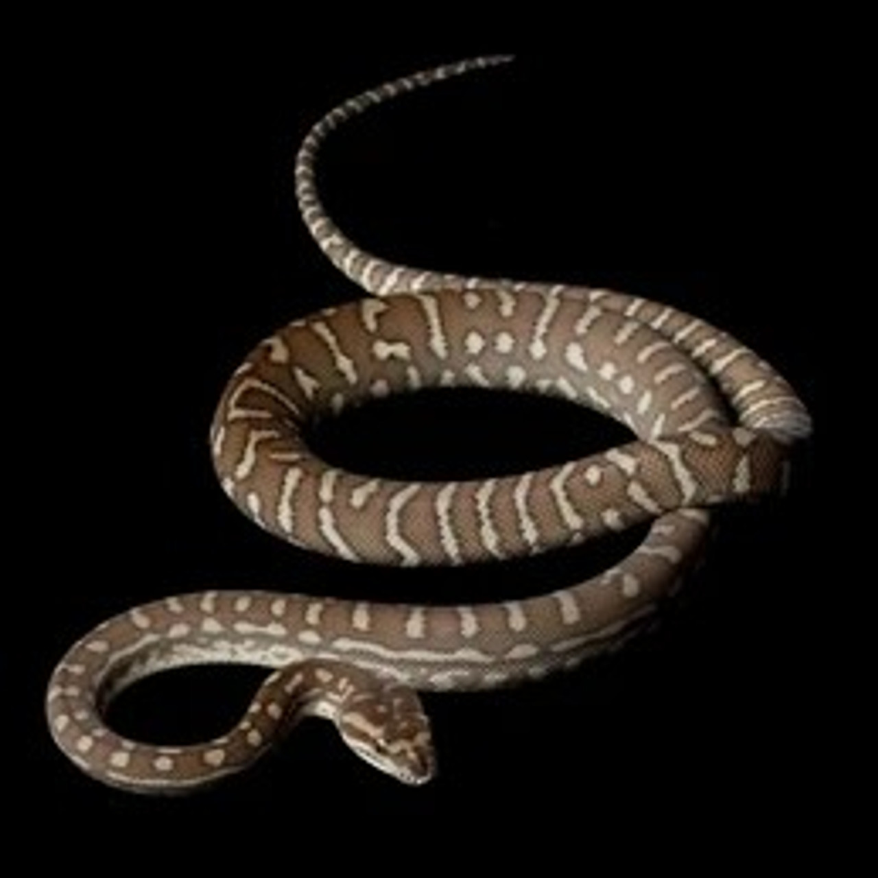 Centralian Python - Morelia Bredli - Auburn Aquarium and Terrarium