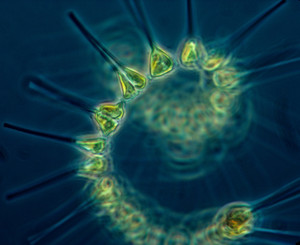 Live Phytoplankton 500ml Live Phytoplankton 500ml