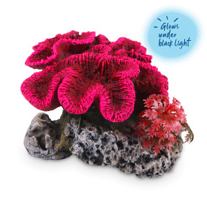 Kazoo Coral With Plant Kazoo Coral With Plant