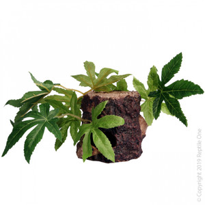 Reptile One Sativa On Resin Log Reptile One Sativa On Resin Log