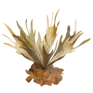 Reptile One Platycerium Green With Ceramic Base Reptile One Platycerium Green With Ceramic Base