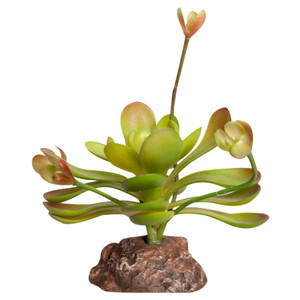 Reptile One Mini Aeonium Green With Ceramic Base Reptile One Mini Aeonium Green With Ceramic Base