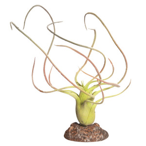 Reptile One Paucifolia Green With Ceramic Base Reptile One Paucifolia Green With Ceramic Base