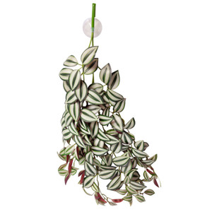 Reptile One Hanging Plant Tradescantia Green Silver With Suction Cup Reptile One Hanging Plant Tradescantia Green Silver With Suction Cup