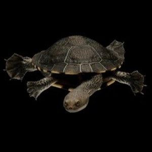 Eastern Snake Necked Turtle - Chelodina Longicollis Eastern Snake Necked Turtle - Chelodina Longicollis