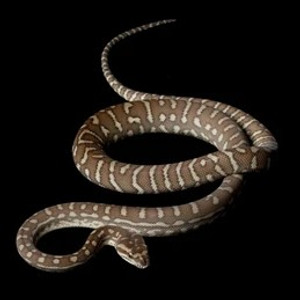 Centralian Python - Morelia Bredli
