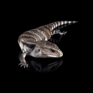 Blue Tongue Lizard - Tiliqua Scincoides