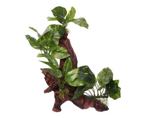 Aqua One Ornament Driftwood With Variegated Pothos 30.5x21x41.5cmh