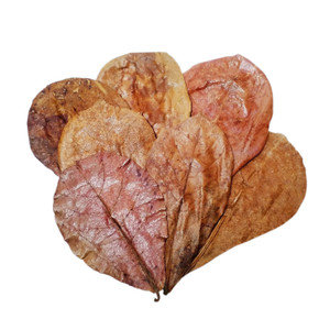 Indian Almond Leaves 10pk Indian Almond Leaves 10pk