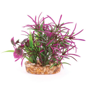 Kazoo Combo Bush with Maroon & Green Leaf Small Kazoo Combo Bush with Maroon & Green Leaf Small