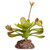 Reptile One Mini Aeonium Green With Ceramic Base Reptile One Mini Aeonium Green With Ceramic Base