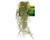 Reptile One Hanging Spanish Moss Grey 40cm Reptile One Hanging Spanish Moss Grey 40cm
