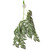 Hanging Plant Alocasia Green With Suction Cup Hanging Plant Alocasia Green With Suction Cup