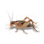 Pisces Bulk Crickets