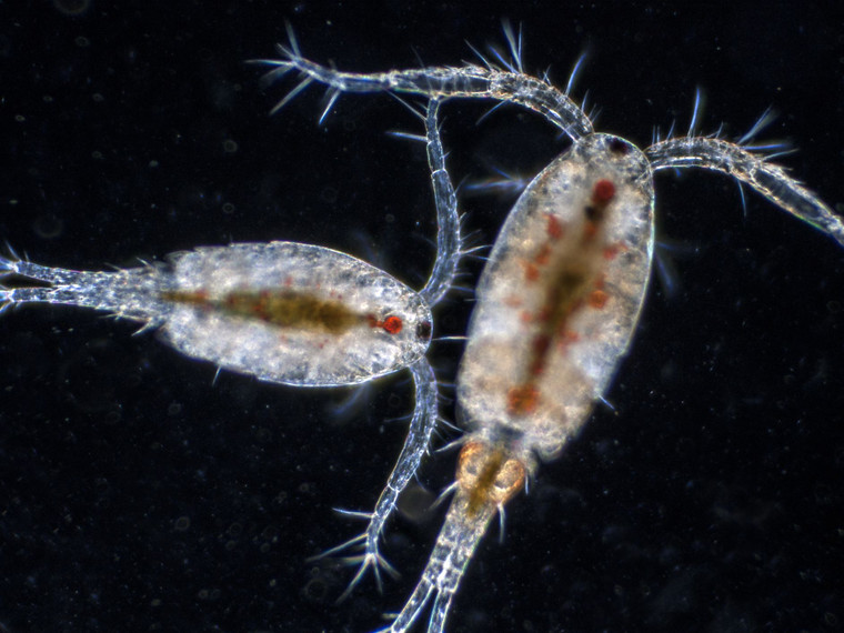 Live Copepods